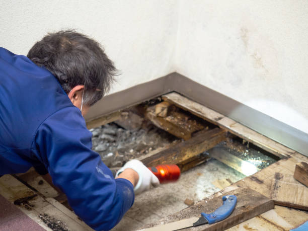 Best Kitchen Mold Remediation in Lincoln, IL