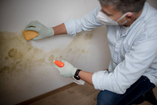 Best Kitchen Mold Remediation in Lincoln, IL