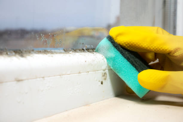 Best Commercial Mold Remediation in Lincoln, IL