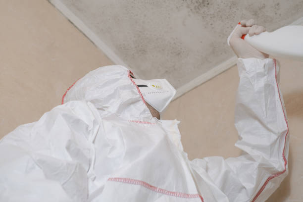 Best Insurance-Related Mold Remediation in Lincoln, IL