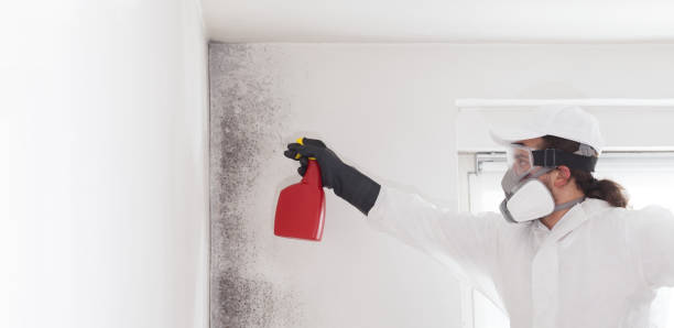 Best Basement Mold Remediation in Lincoln, IL