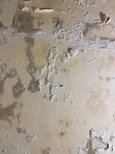 Best Crawl Space Mold Remediation in Lincoln, IL