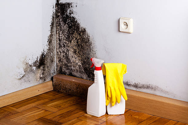Best Attic Mold Remediation in Lincoln, IL