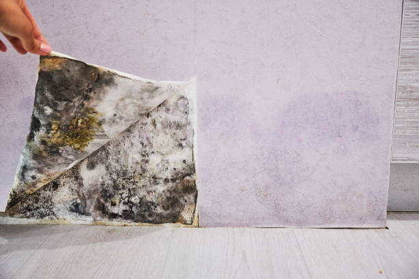 Best Health and Safety Mold Remediation in Lincoln, IL